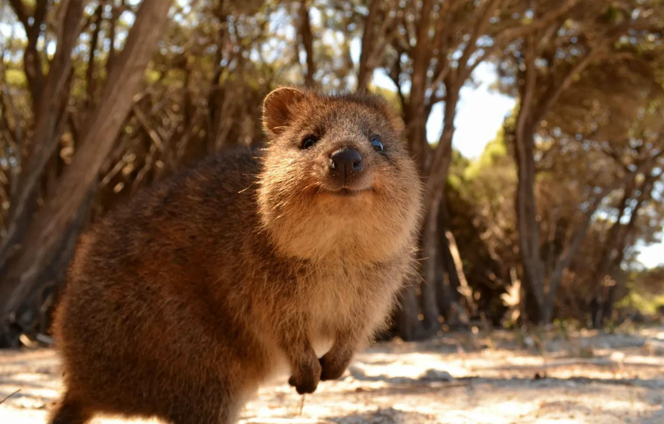 Photo wallpaper animals, Australia, animals in the wild, one animal, animal wildlife, quokka