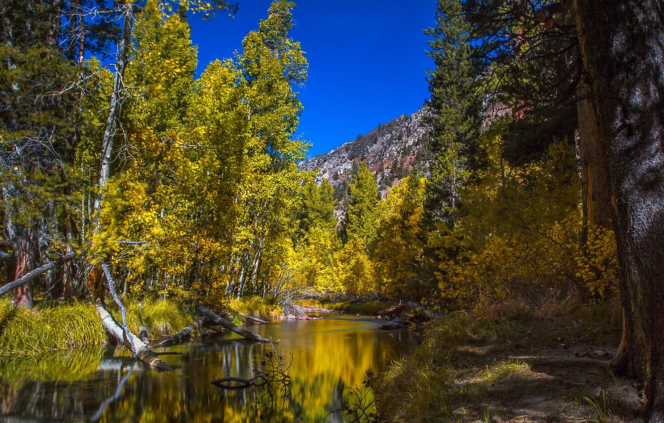 Photo wallpaper autumn, forest, trees, mountains, river, Colorado, USA, Aspen