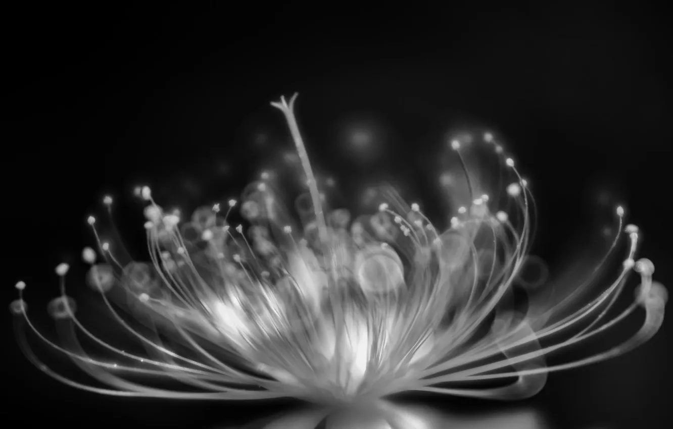 Photo wallpaper macro, flowers, photo, black and white, bokeh
