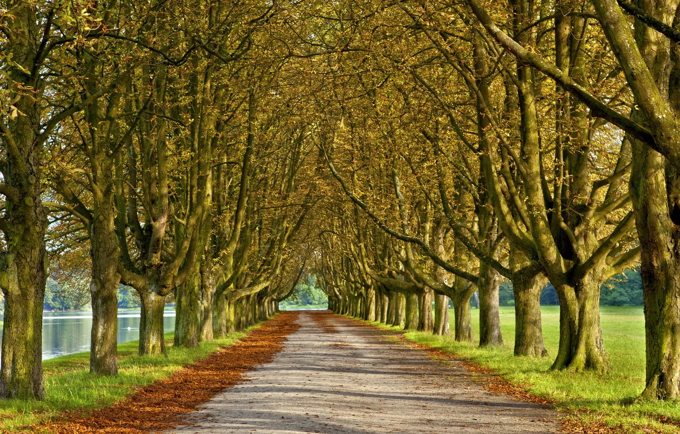 Photo wallpaper road, trees, landscape