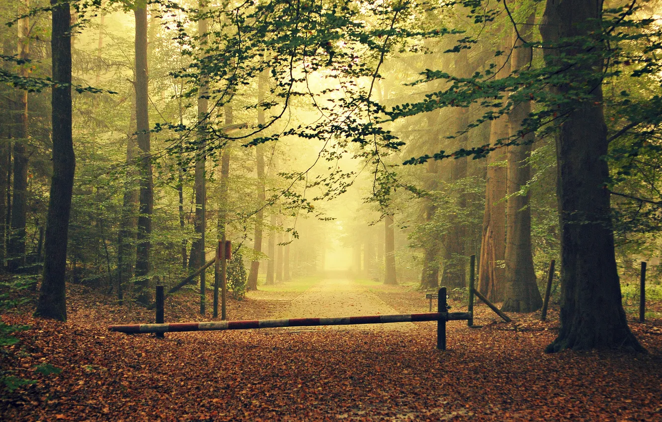 Photo wallpaper road, autumn, forest, leaves, trees, fog, the fence, gate