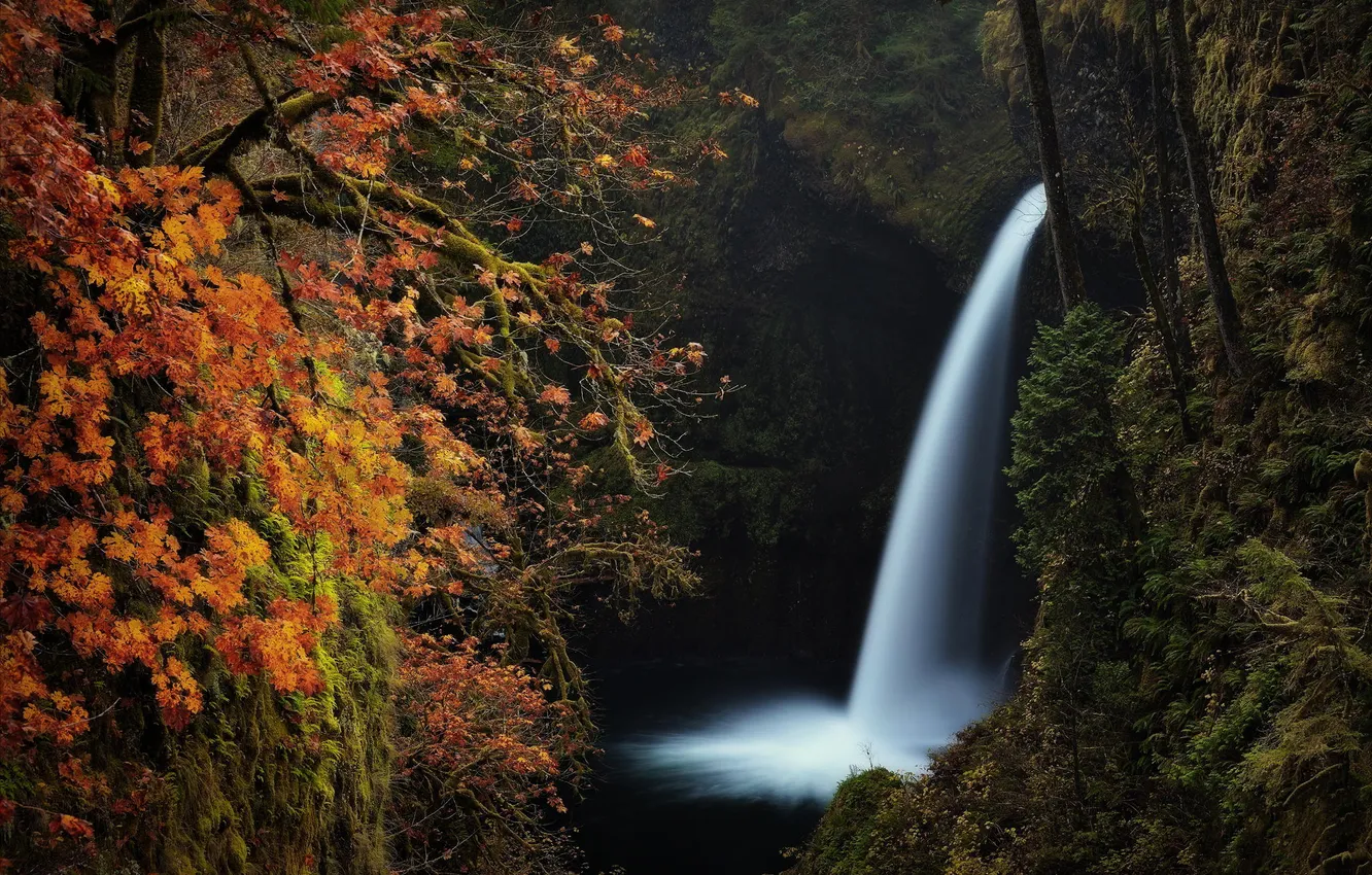 Photo wallpaper autumn, forest, leaves, water, nature, waterfall