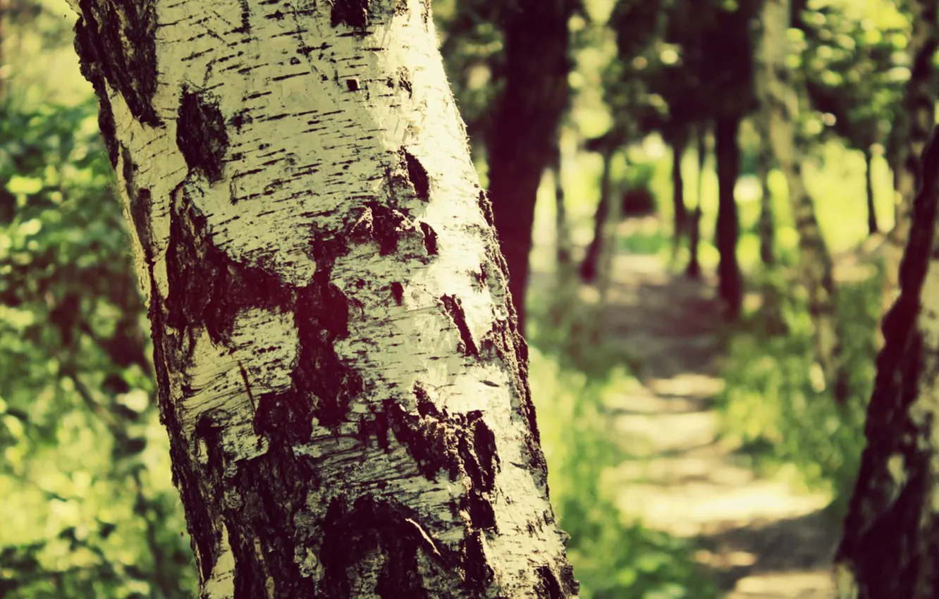 Photo wallpaper summer, trees, green, Park, Sunny, birch, path