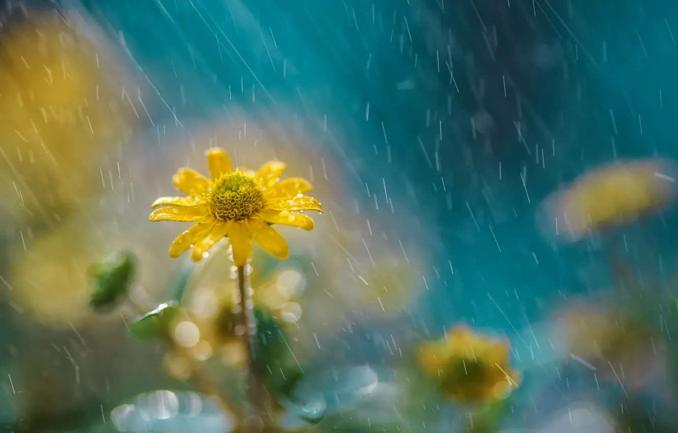 Photo wallpaper flower, nature, rain