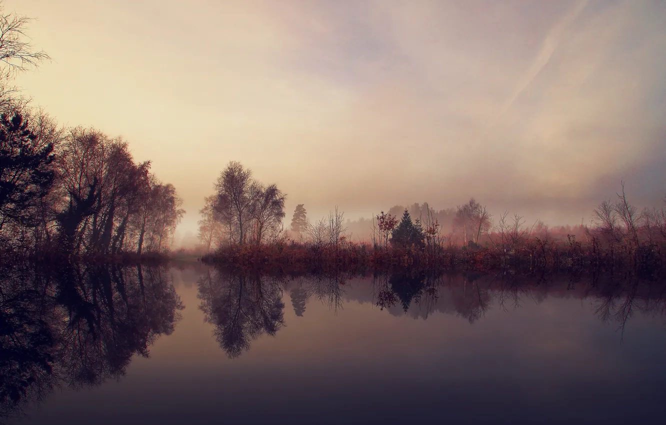 Photo wallpaper trees, fog, lake, morning, shrub