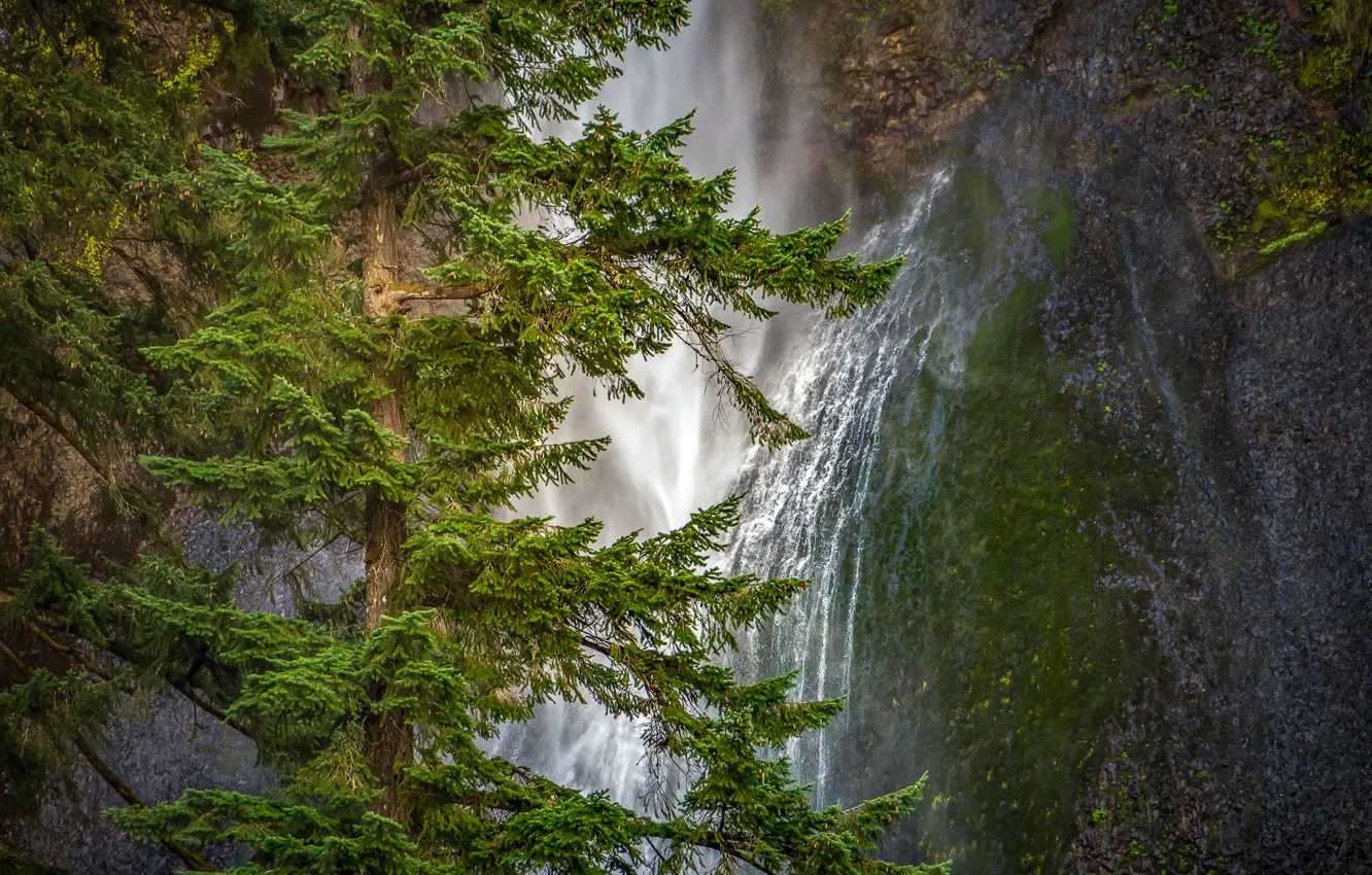 Photo wallpaper rock, waterfall, spruce