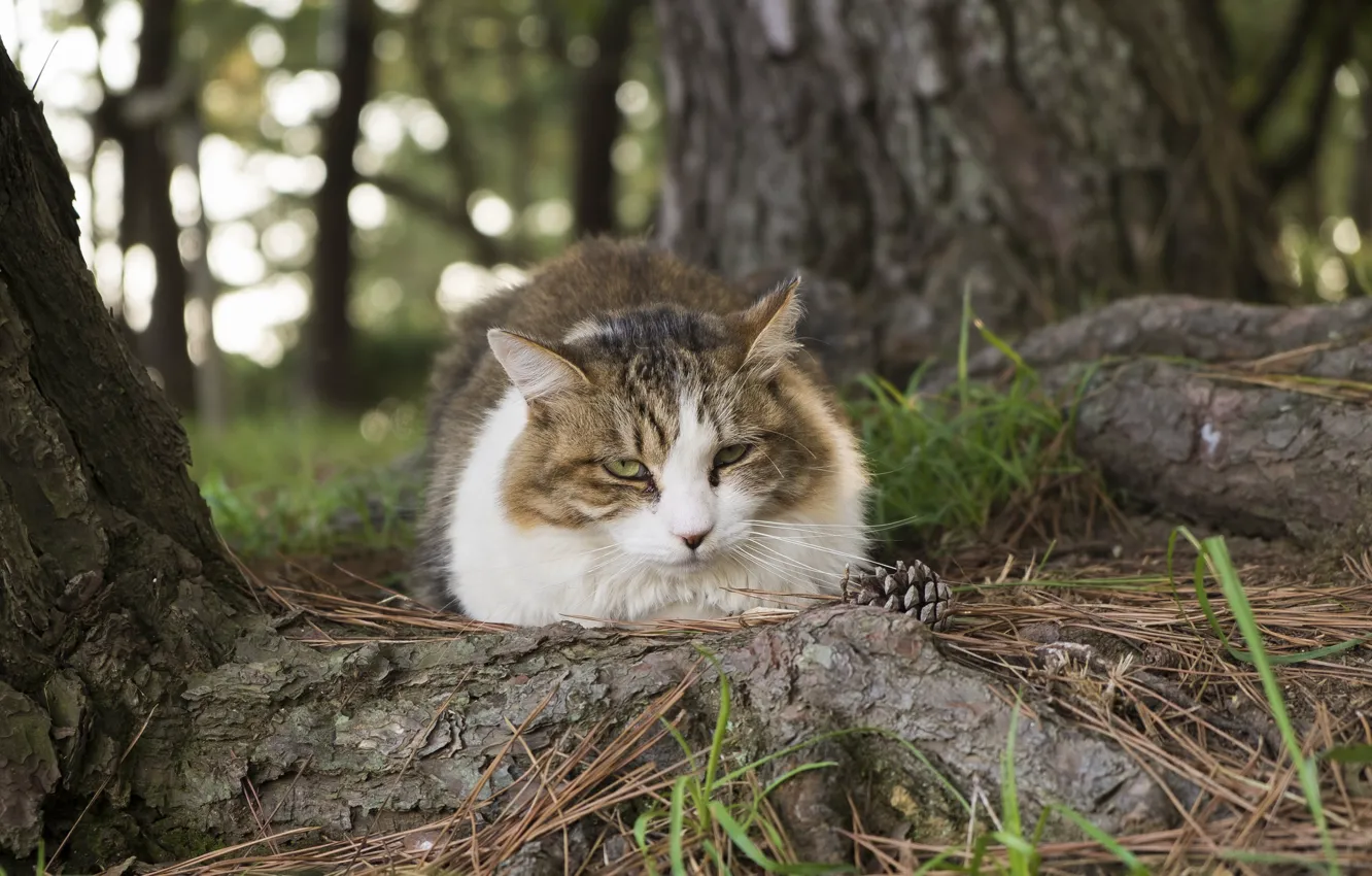 Photo wallpaper forest, cat, look