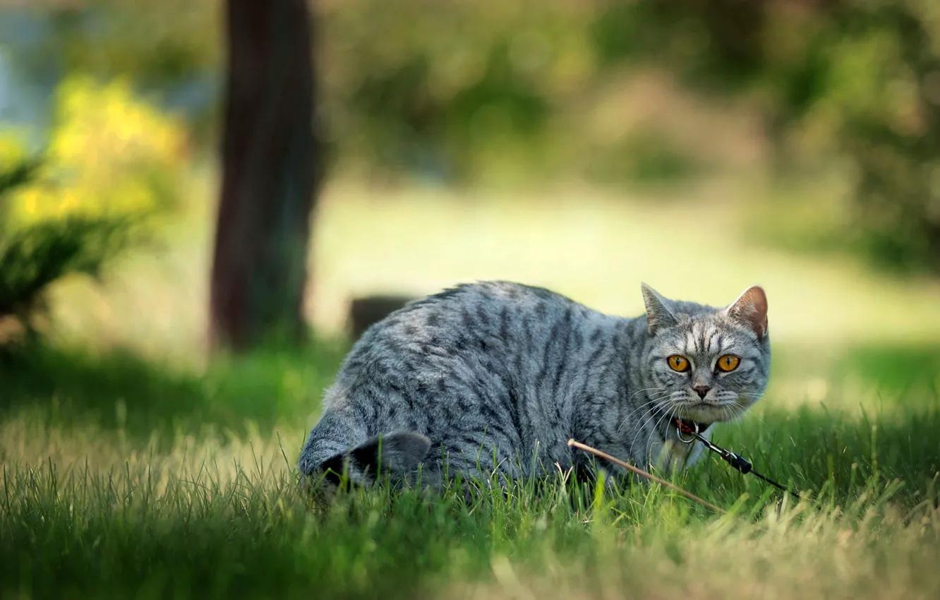 Photo wallpaper cat, cat, nature, collar, green background, walking