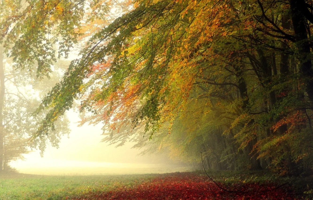 Photo wallpaper forest, leaves, trees, morning