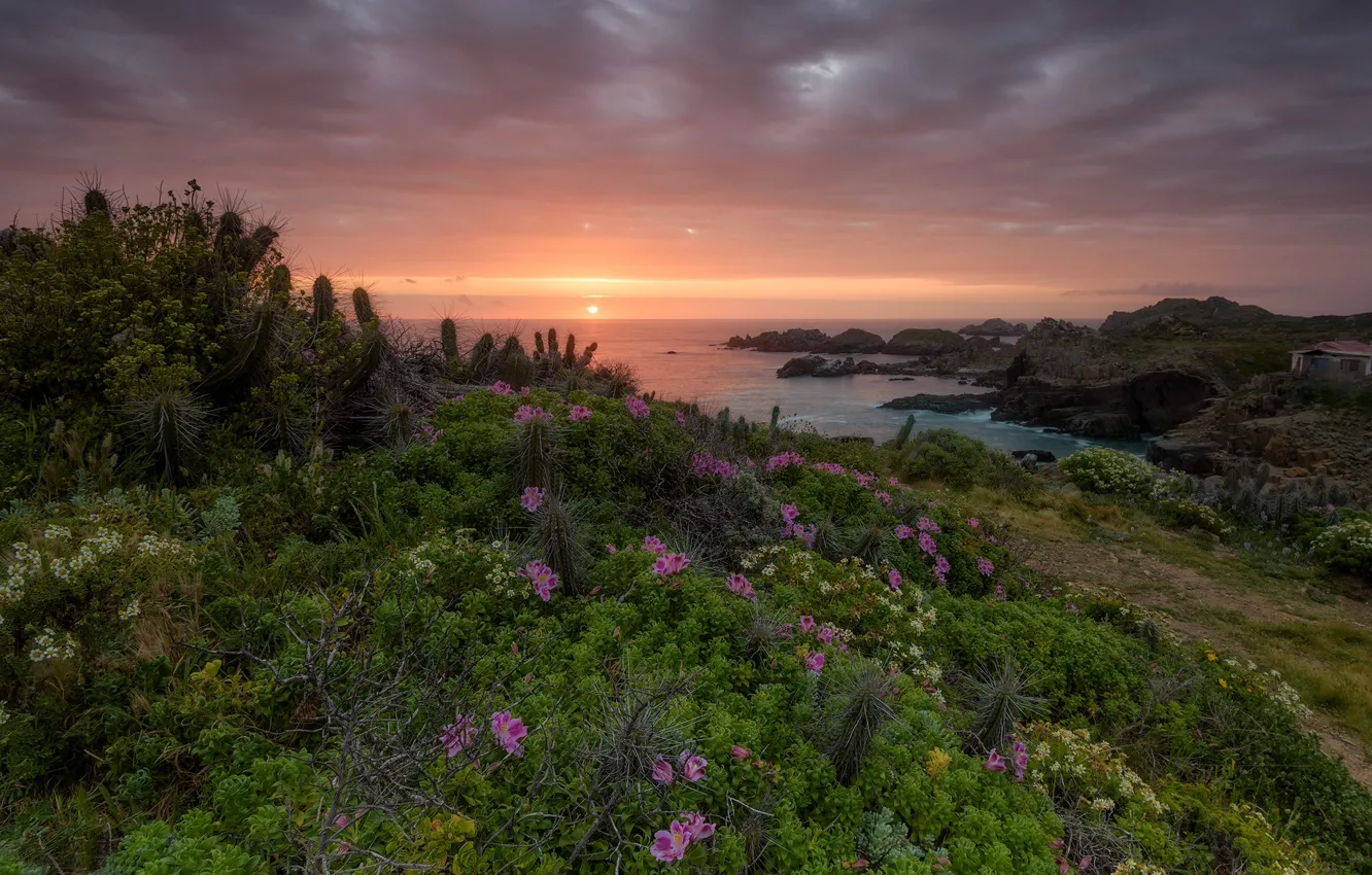 Photo wallpaper sunset, flowers, the ocean, coast, the bushes, Pacific Ocean, Chile, Chile