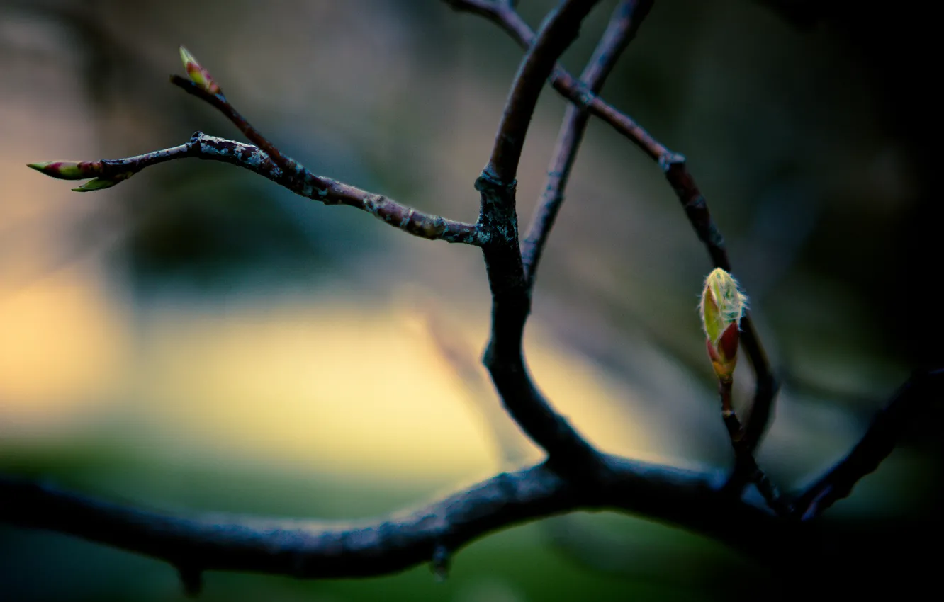 Photo wallpaper leaves, macro, branches, branch, spring