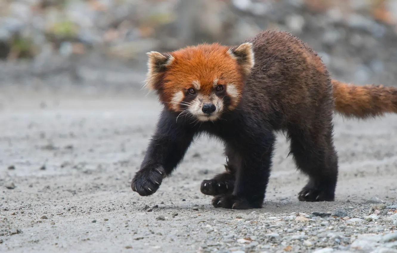 Photo wallpaper baby, cub, red Panda