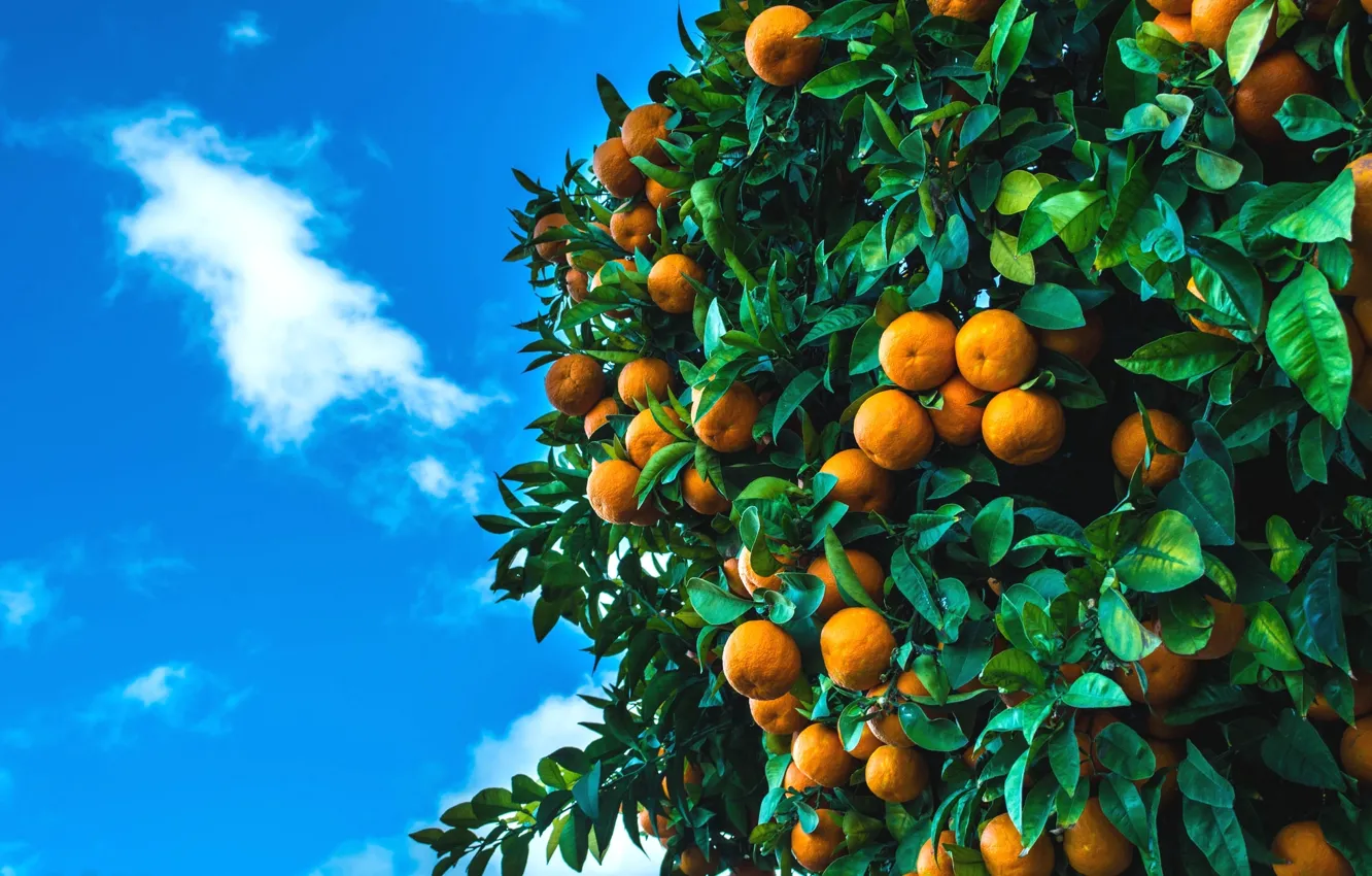 Photo wallpaper the sky, tree, fruit, fruit, citrus, tangerines