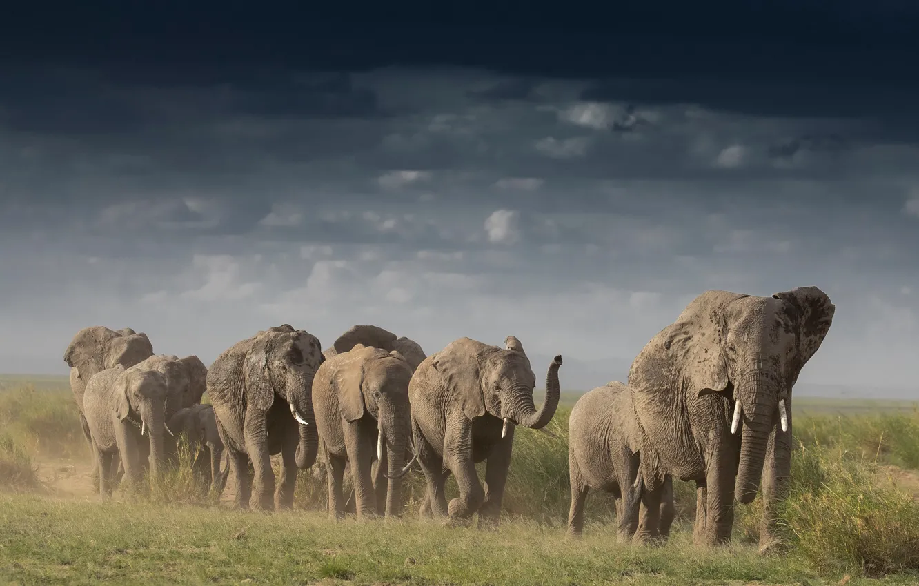 Photo wallpaper road, the sky, grass, clouds, clouds, bird, elephant, dust