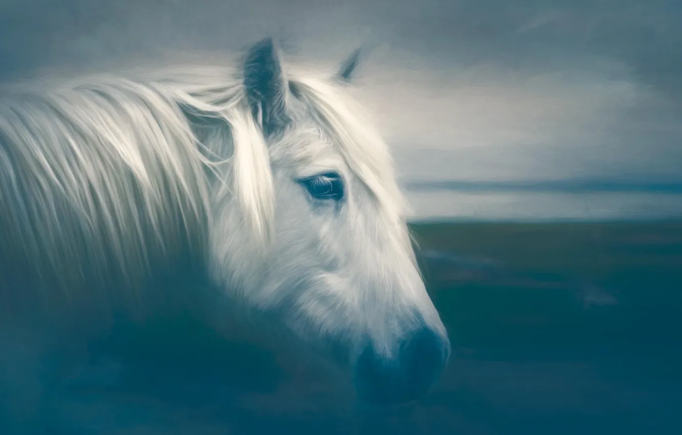 Photo wallpaper field, white, the sky, look, clouds, horse, horse, portrait