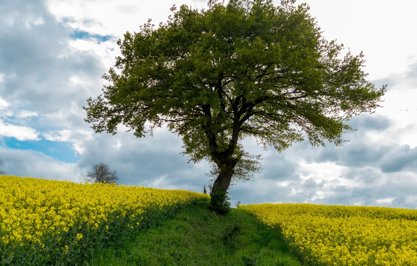Photo wallpaper field, the sky, grass, clouds, trees, flowers, yellow
