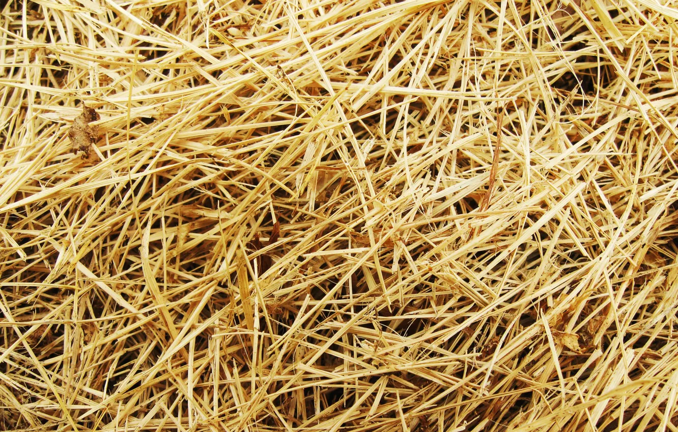 Photo wallpaper grass, macro, straw