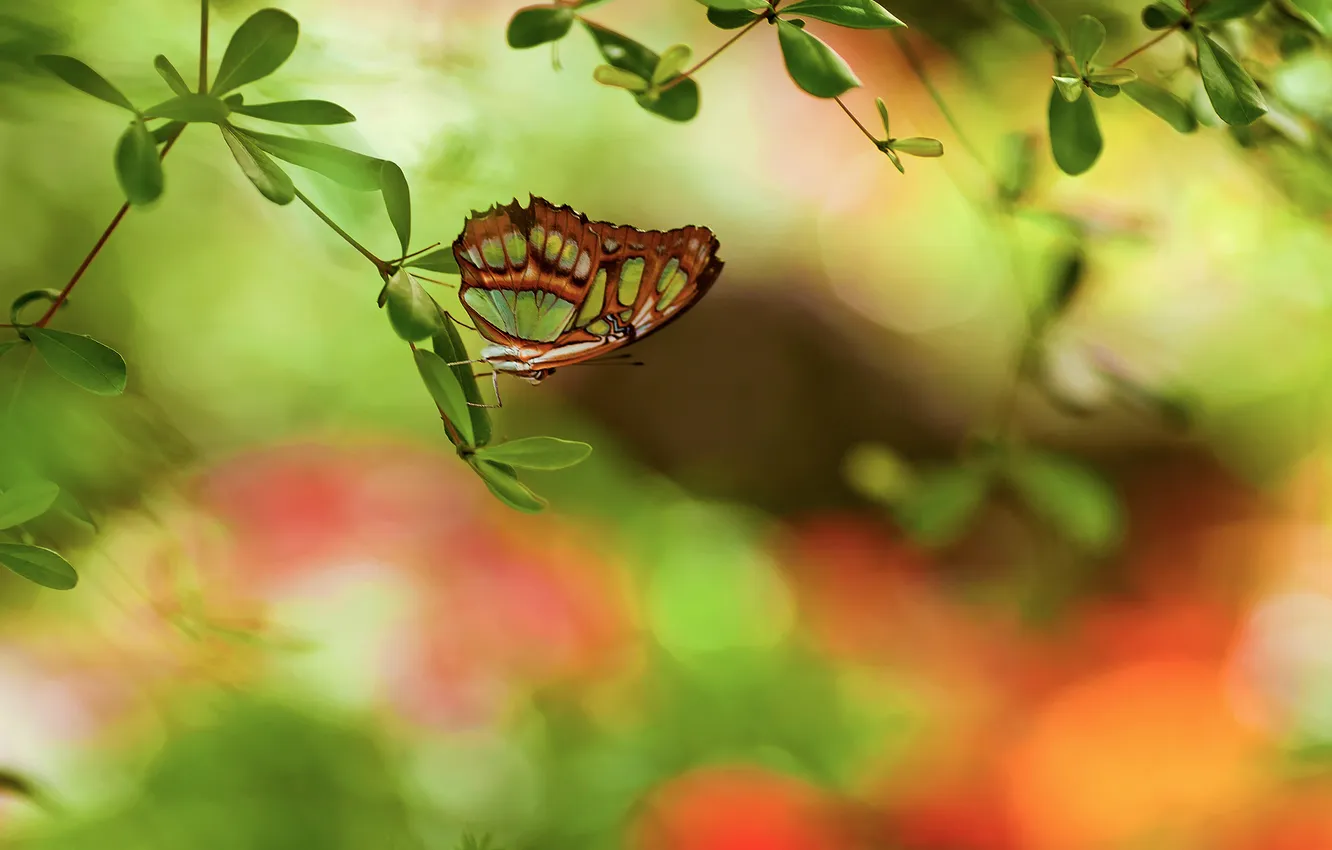 Photo wallpaper branches, glare, butterfly, foliage