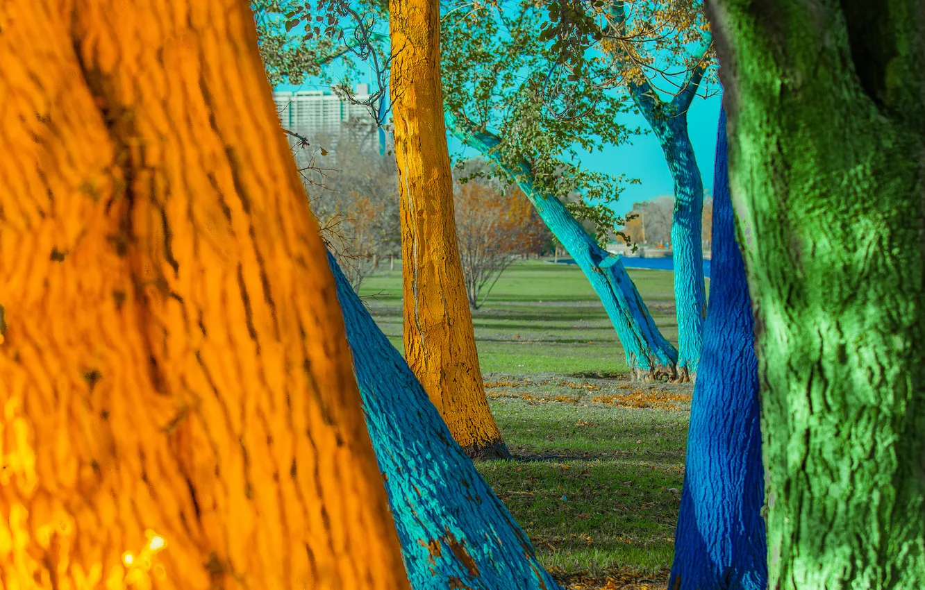Photo wallpaper grass, trees, the city, Park, paint, color, trunk