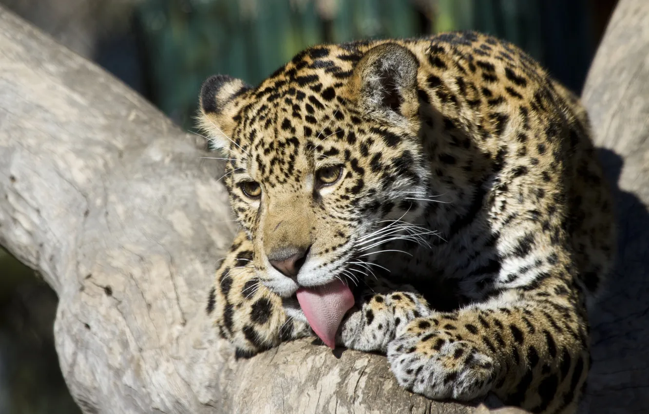 Photo wallpaper language, face, predator, paws, Jaguar, cub, wild cat, young