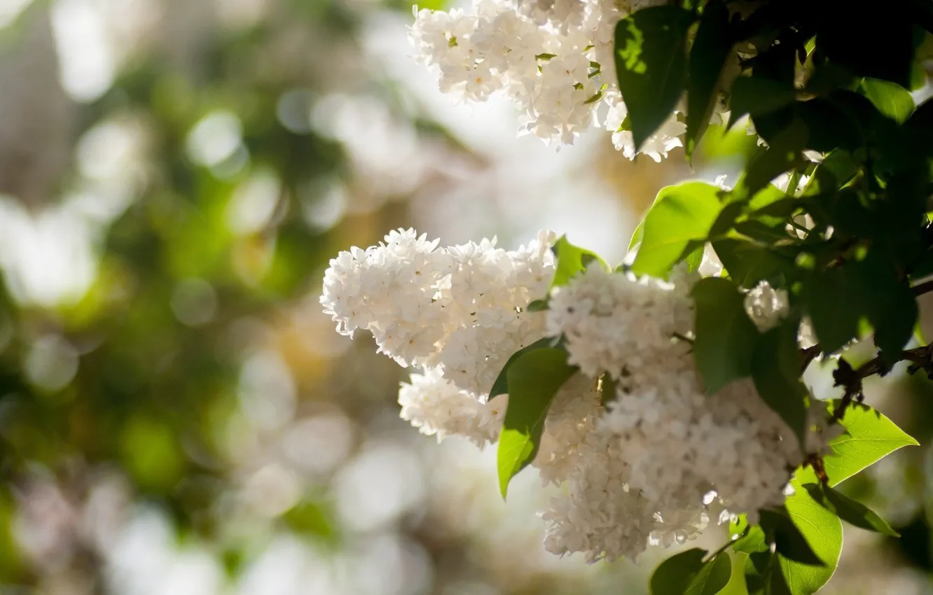 Photo wallpaper leaves, flowers, branch, spring, lilac