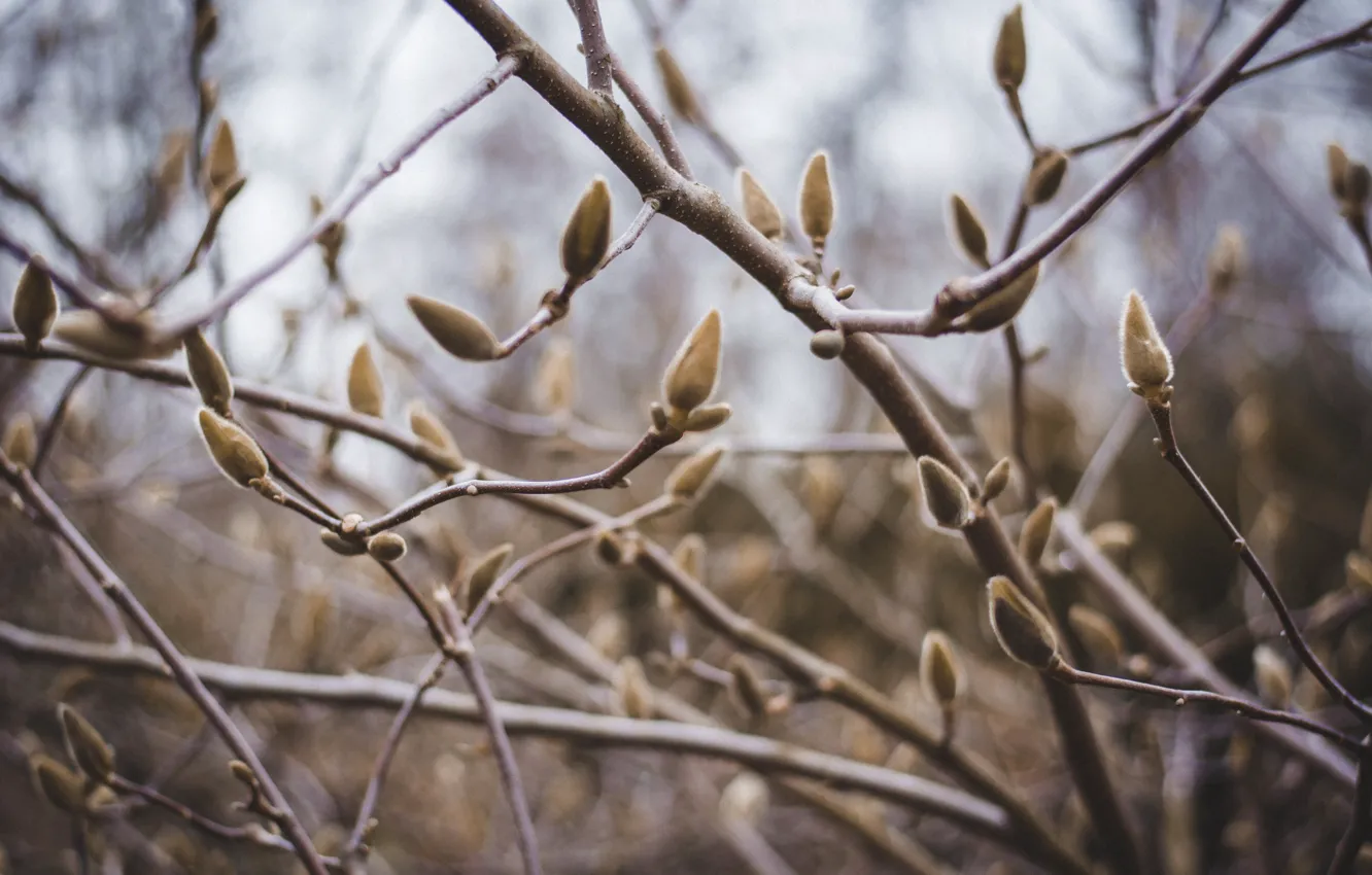 Photo wallpaper spring, flowers, Magnolia, buds, The Botanical garden
