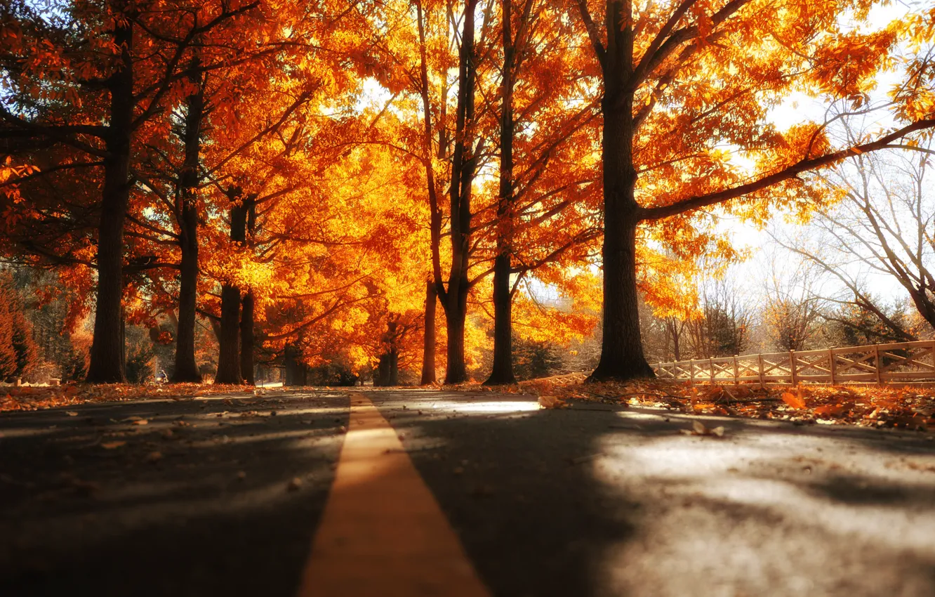 Photo wallpaper road, autumn, trees