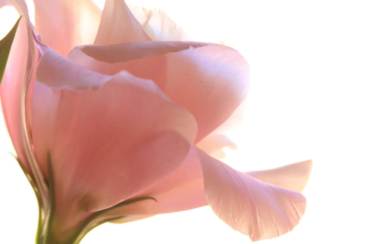 Photo wallpaper flowers, petals, eustoma