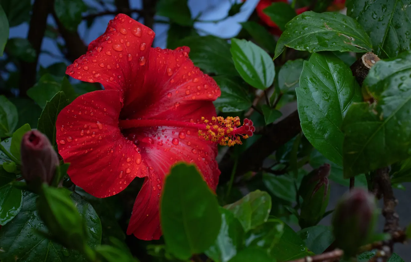 Photo wallpaper greens, hibiscus, karkade