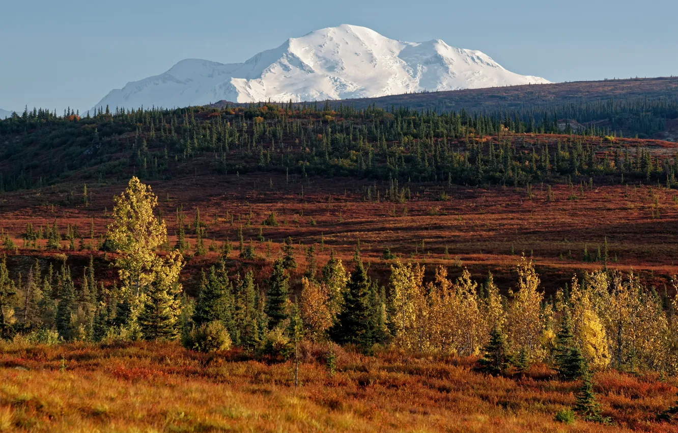 Photo wallpaper autumn, forest, the sky, grass, light, trees, mountains, nature