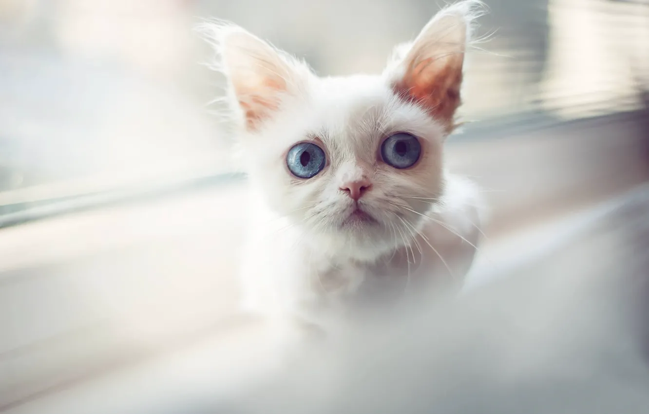Photo wallpaper white, look, muzzle, kitty, blue eyes, cat