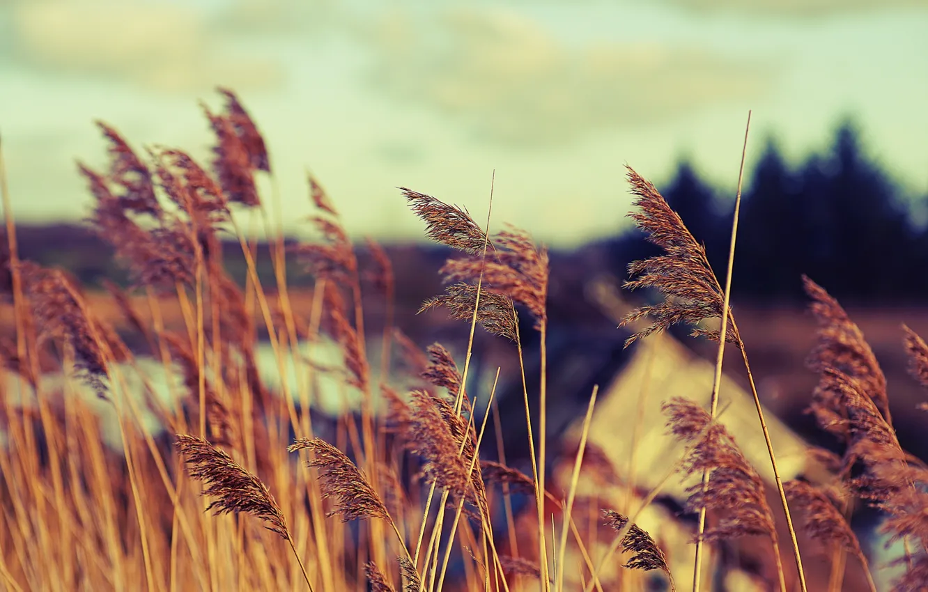 Photo wallpaper lake, wind, stlks