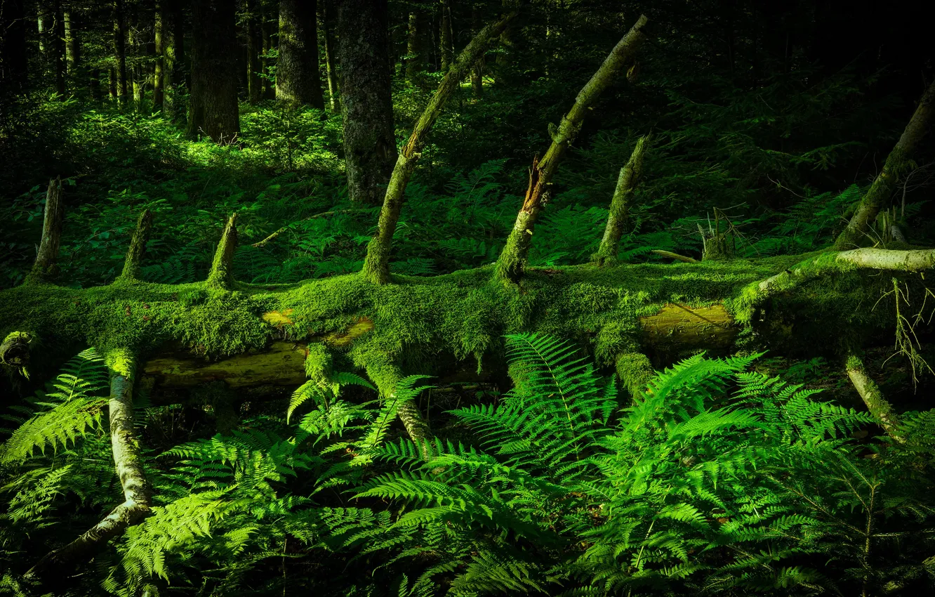 Photo wallpaper forest, branches, tree, thickets, spruce, snag, log, fern