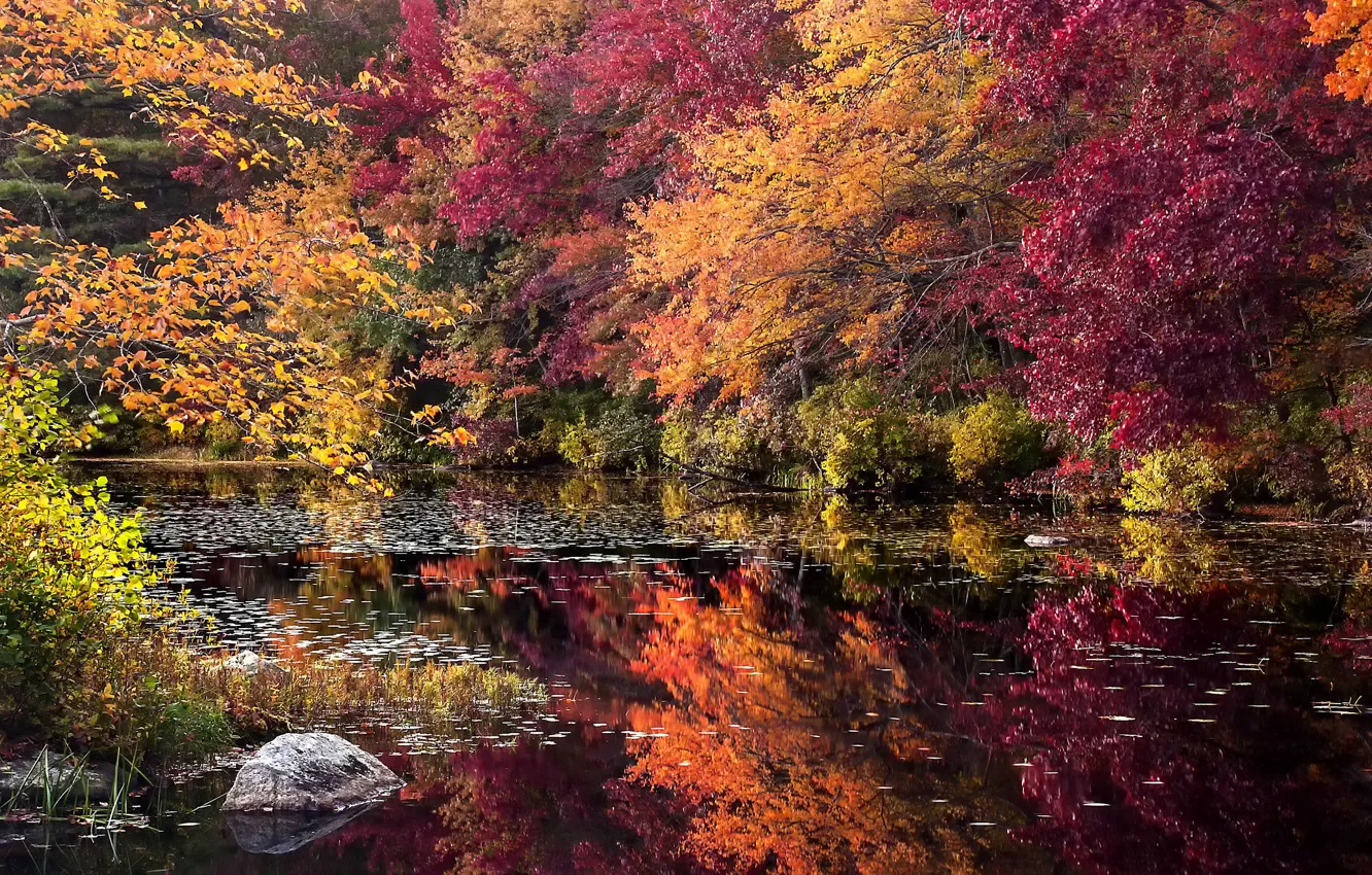 Photo wallpaper autumn, forest, trees, lake, stone