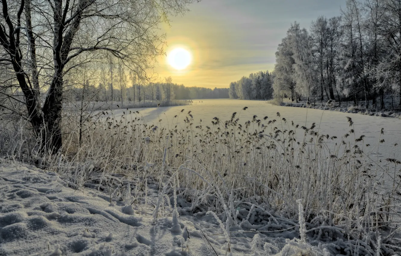Photo wallpaper ice, winter, forest, snow, river, reed