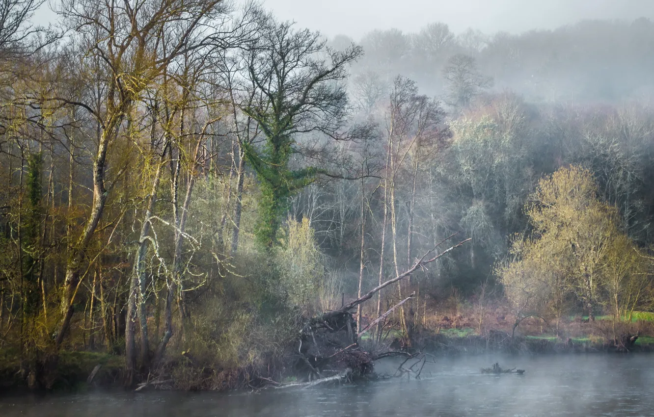 Photo wallpaper forest, fog, river