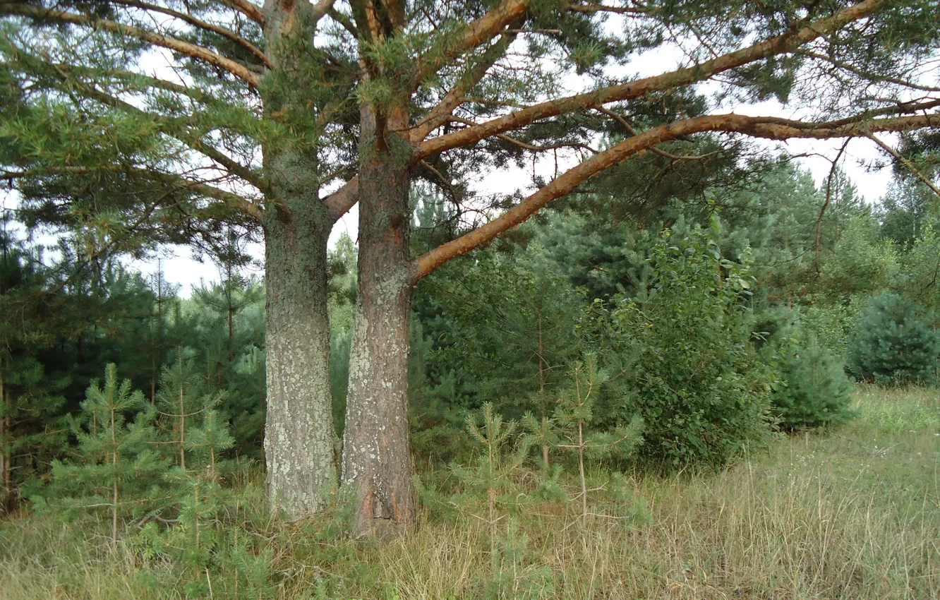 Photo wallpaper forest, summer, grass, trees, pine
