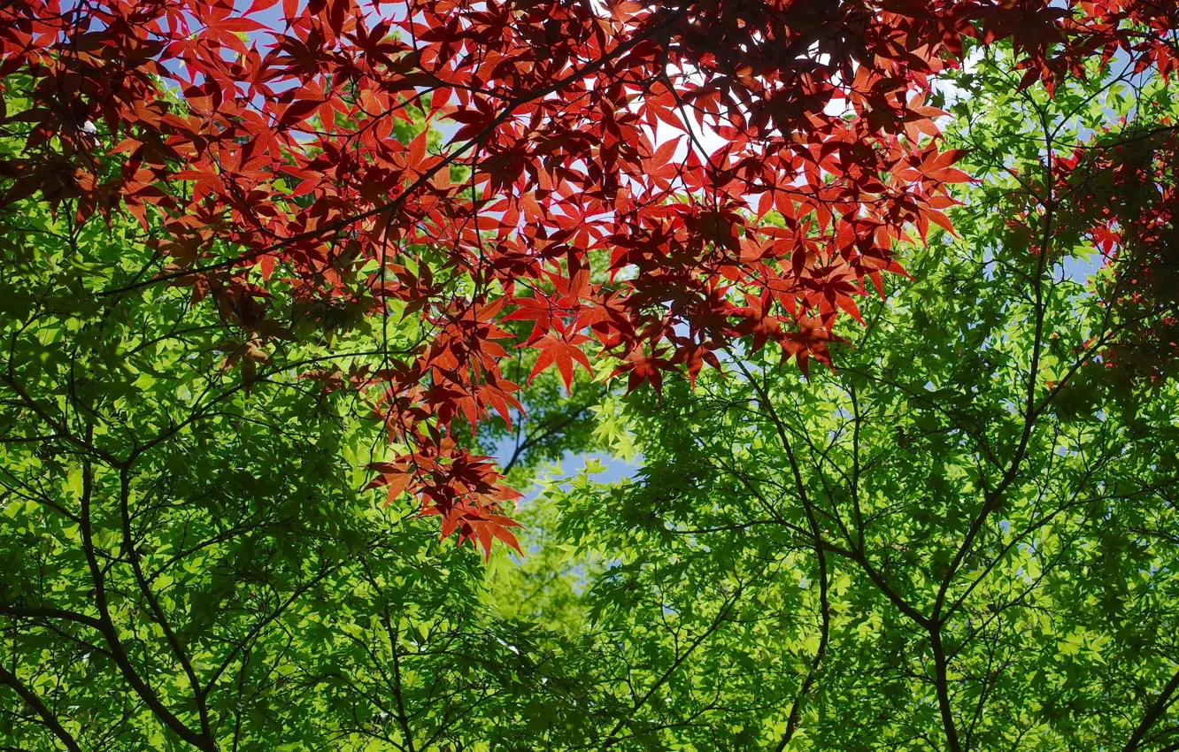 Photo wallpaper leaves, trees, red, green