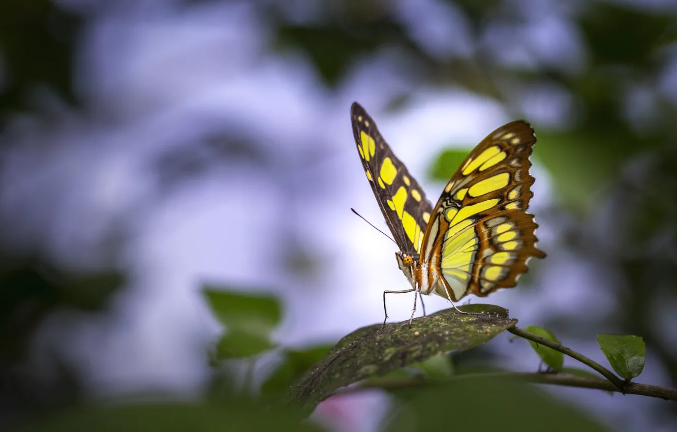 Photo wallpaper leaves, macro, branches, yellow, nature, butterfly, plant, blur