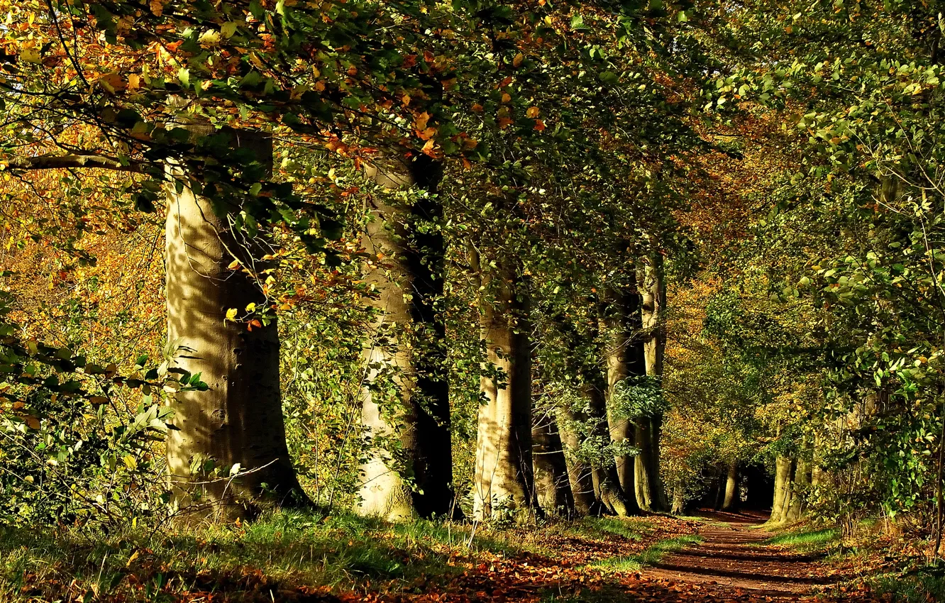 Photo wallpaper forest, leaves, rays, trees, nature, Autumn, track, forest
