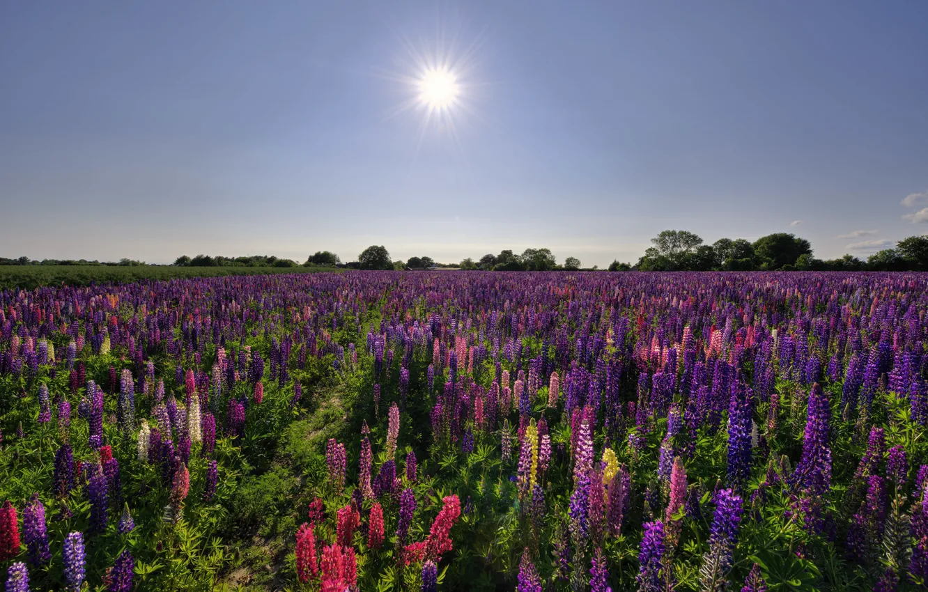 Photo wallpaper field, flowers, lupins