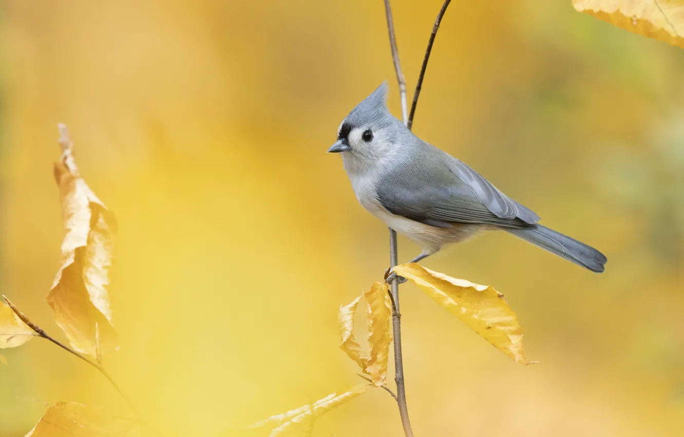 Photo wallpaper autumn, nature, bird, foliage, yellow background, bokeh, tit, long-tailed tit