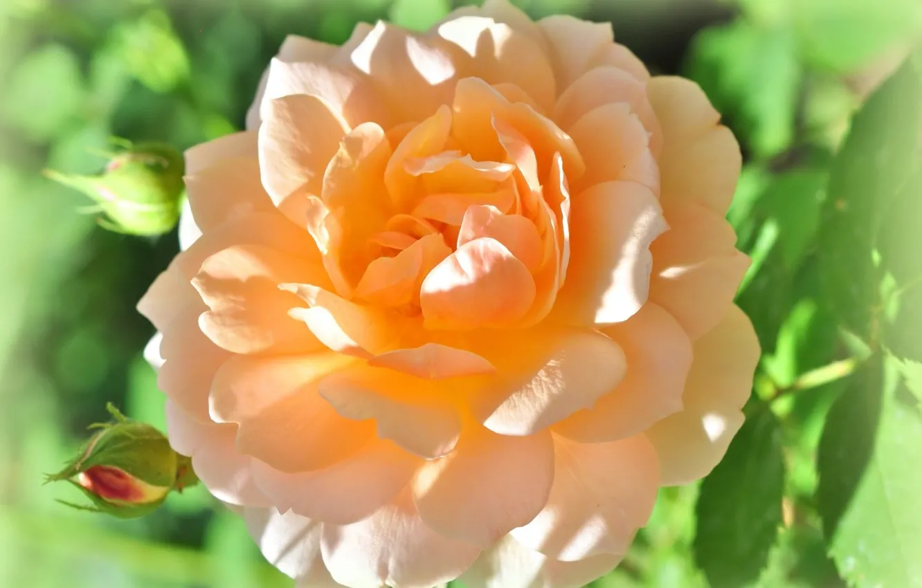 Photo wallpaper tenderness, roses, yellow rose