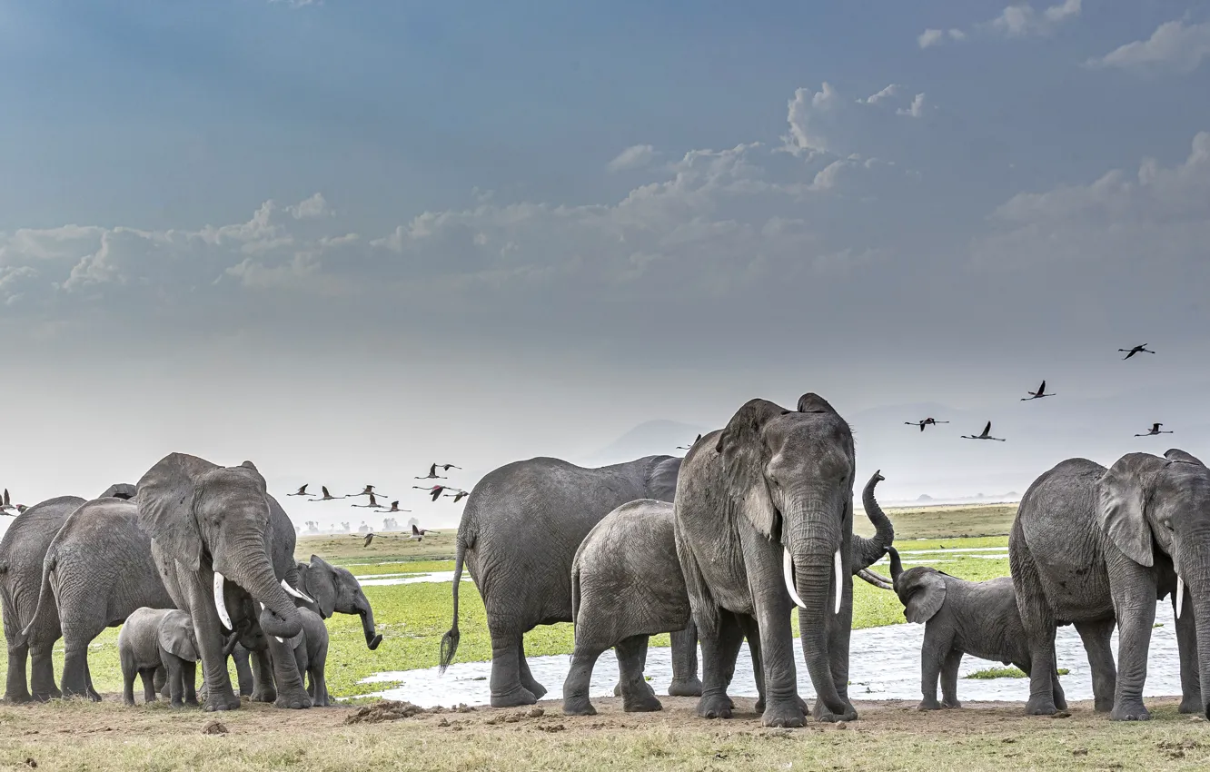 Photo wallpaper the sky, bird, elephant, Savannah, walk, a herd of elephants