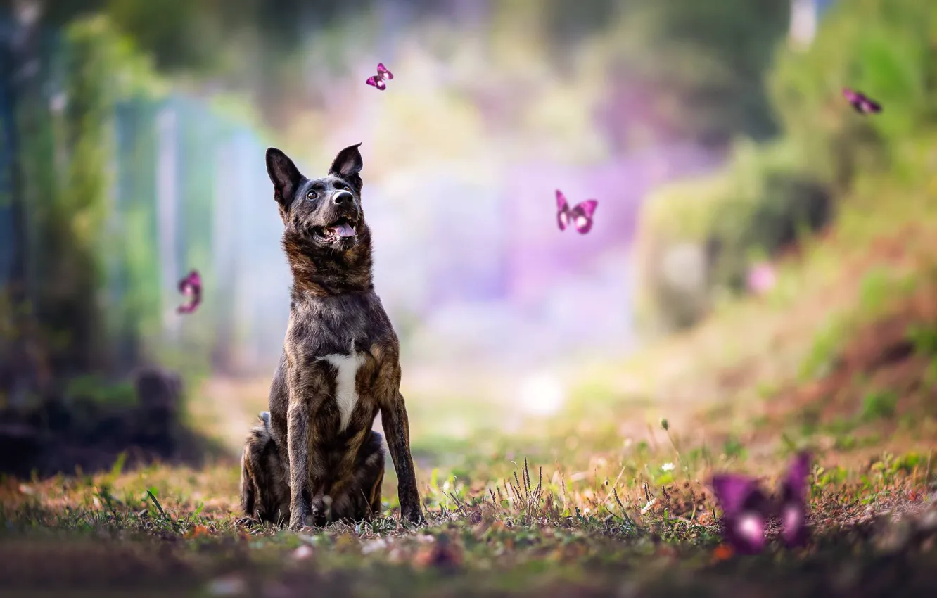 Photo wallpaper butterfly, dog, bokeh