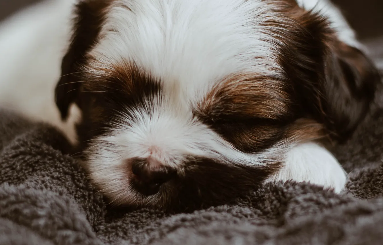 Photo wallpaper dog, sleeping, puppy