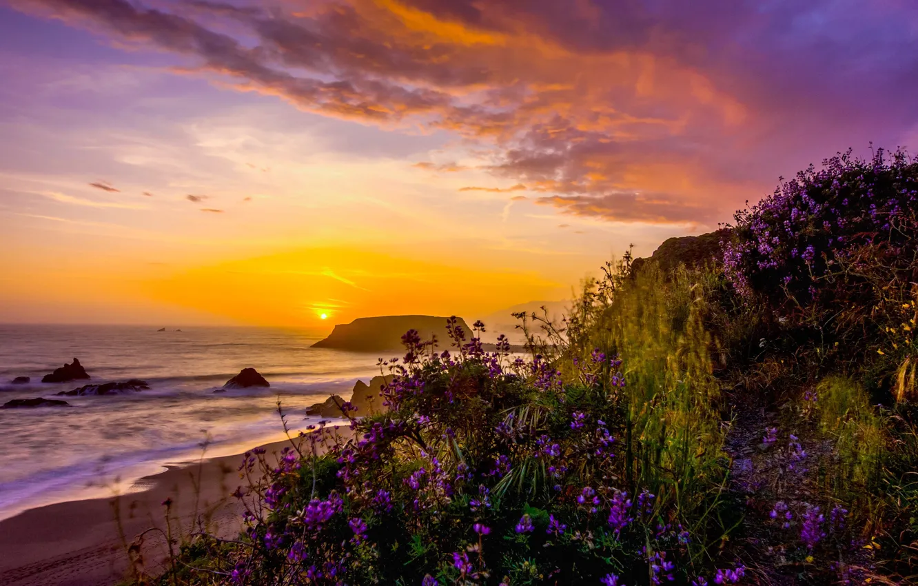 Photo wallpaper landscape, sunset, nature, the ocean, shore, vegetation, USA