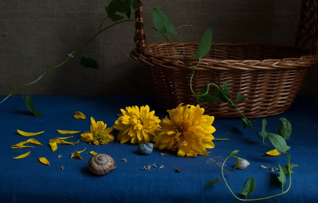 Photo wallpaper flowers, yellow, table, petals, shell, still life, basket, blue background