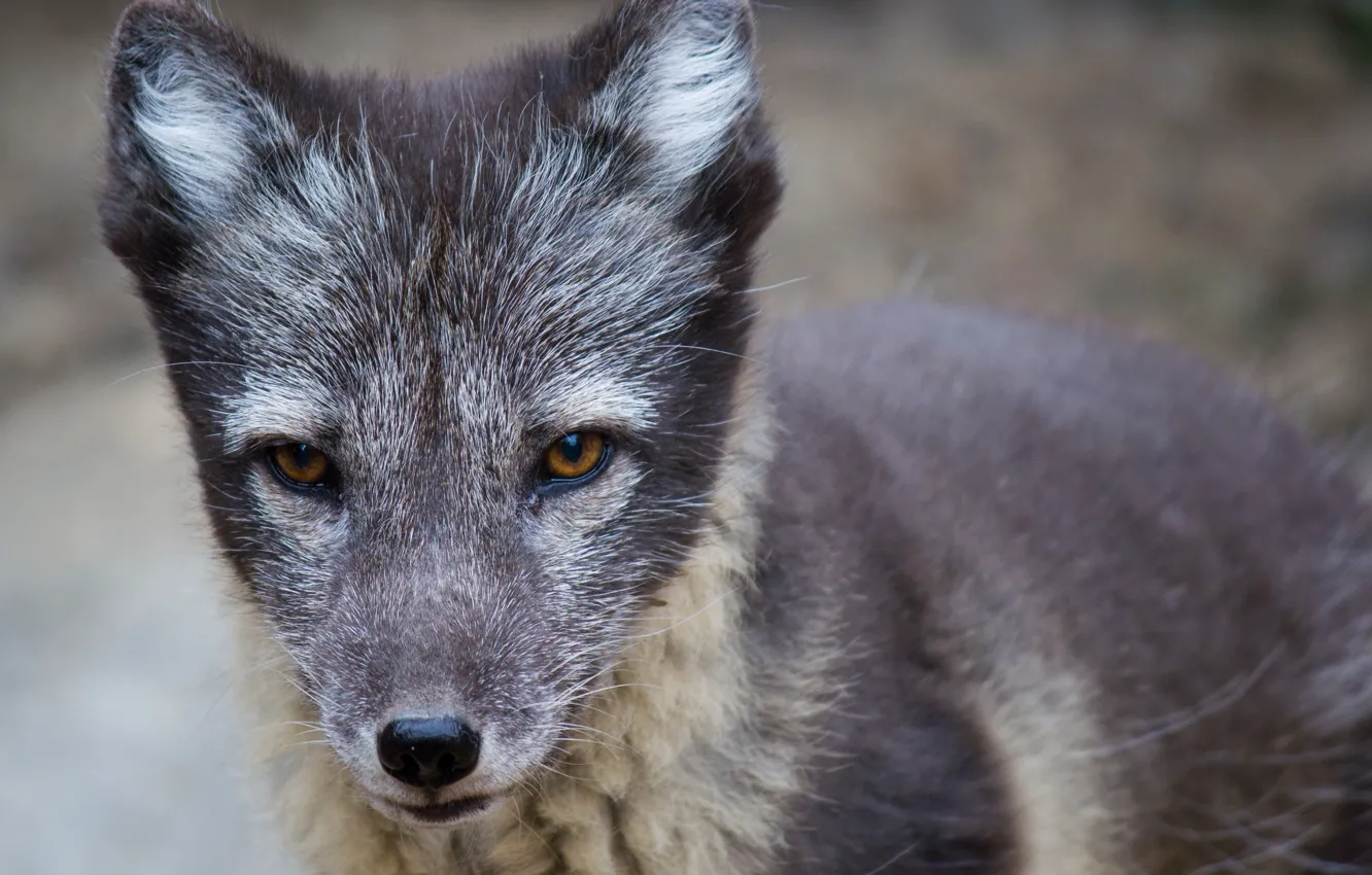 Photo wallpaper look, beast, the cub