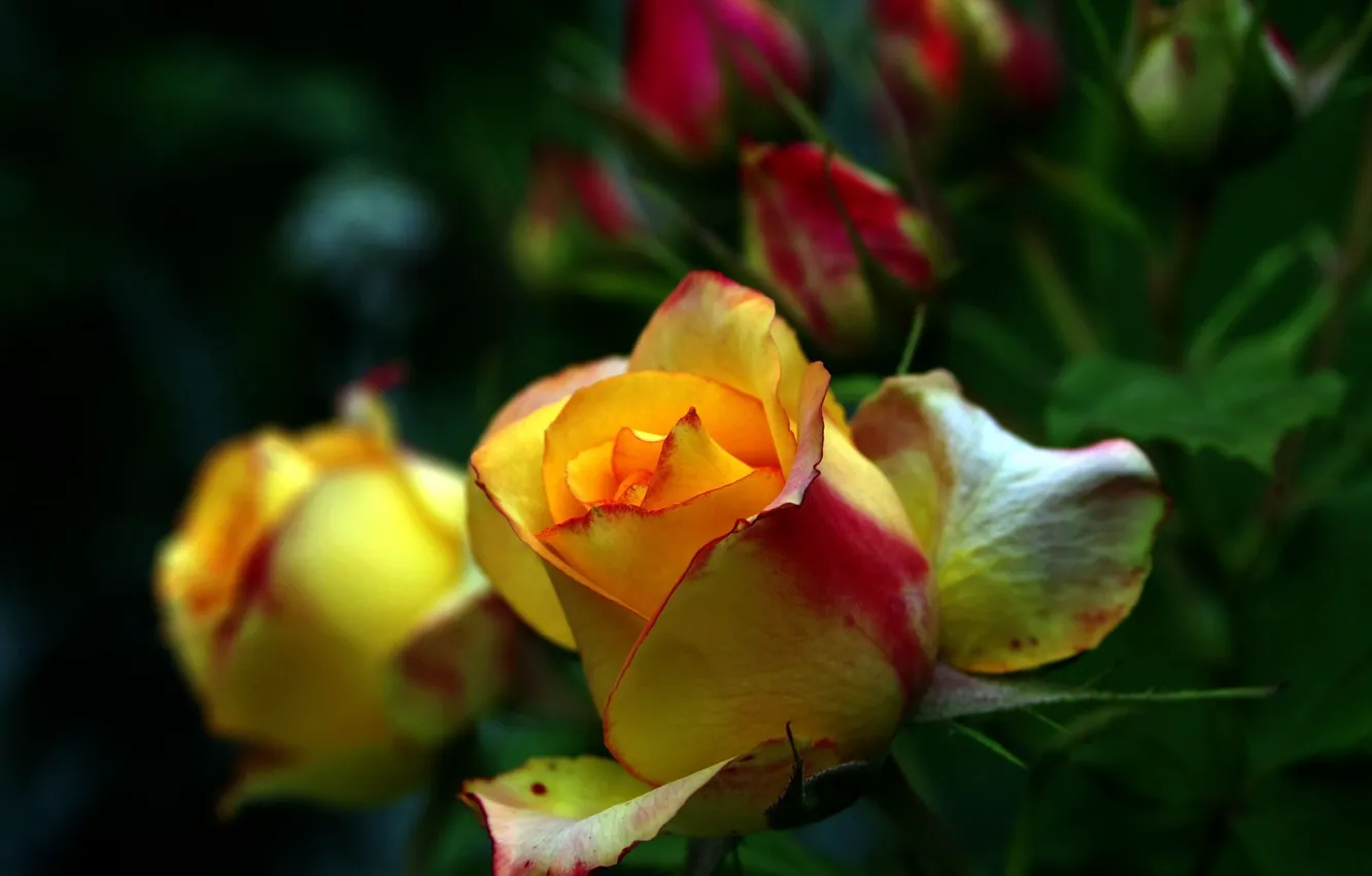 Photo wallpaper blur, yellow roses, rosebuds